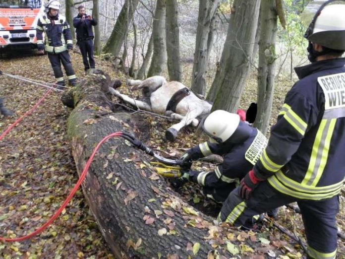 Die Feuerwehr Wiesbaden bei der Tierrettung (Foto: Feuerwehr Wiesbaden)