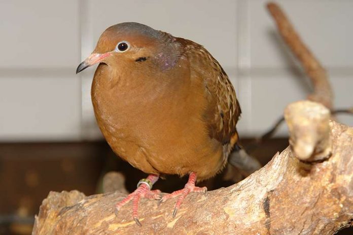 Soccorotaube (Foto: S.Bruslund/ Zoo Heidelberg)