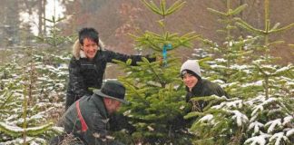 Aussuchen und Einschlagen eines Weihnachtsbaumes (Foto: Ingrid Lamour)