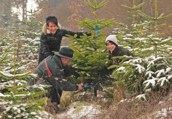 Aussuchen und Einschlagen eines Weihnachtsbaumes (Foto: Ingrid Lamour)