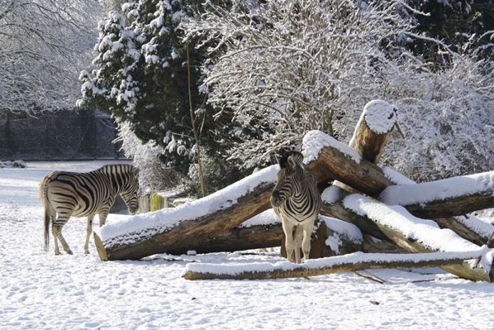 Zebras (Foto:Heidrun Knigge/Zoo Heidelberg)