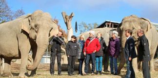 Tierschutzbeauftragte Dr. Jäger informierte sich über die Altersresidenz für Elefanten im Zoo Karlsruhe (Foto: Zoo Karlsruhe)