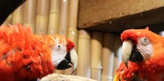 Die Hellroten Ara Rubin (links) und Douglas alias Rosalinda (Foto: Zoo Karlsruhe)