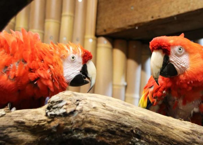 Die Hellroten Ara Rubin (links) und Douglas alias Rosalinda (Foto: Zoo Karlsruhe)