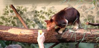 Baumkänguru Jaya-May bei Fütterung im Zoo (Foto: Zoo Frankfurt)