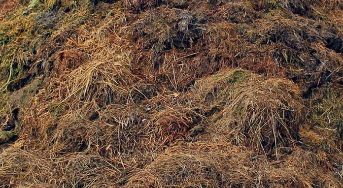 Mist Dung Symbolbild Symbolbild