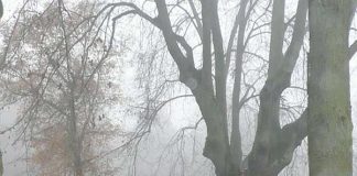 Großer Ehrenfriedhof im Nebel (Foto: Stadt Bingen)