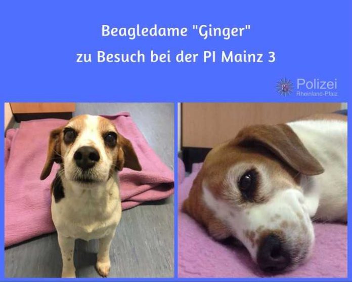 Die Hündin wurde freilaufend in der Nähe eines Einkaufszentrums auf der Hindemithstraße in Mainz aufgefunden Die Hündin wurde freilaufend in der Nähe eines Einkaufszentrums auf der Hindemithstraße in Mainz aufgefunden