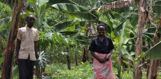 Hilfe zur Selbsthilfe: Der von der Stadt Heidelberg unterstützte „Verein zur Förderung des ökologischen Landbaus in den Tropen“ (FÖLT e.V.) unterstützt Kleinbäuerinnen und -bauern in Ruanda. (Foto: FÖLT e.V.)