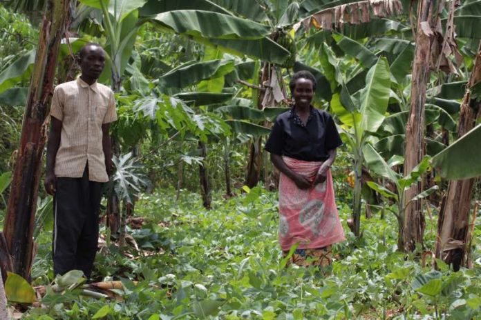Hilfe zur Selbsthilfe: Der von der Stadt Heidelberg unterstützte „Verein zur Förderung des ökologischen Landbaus in den Tropen“ (FÖLT e.V.) unterstützt Kleinbäuerinnen und -bauern in Ruanda. (Foto: FÖLT e.V.)