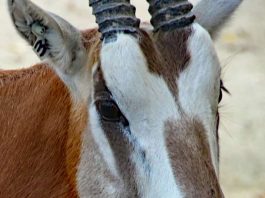 Der Neue in der Gruppe der Säbelantilopen im Zoo Karlsruhe (Foto: Zoo Karlsruhe)