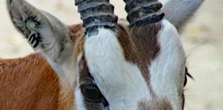 Der Neue in der Gruppe der Säbelantilopen im Zoo Karlsruhe (Foto: Zoo Karlsruhe)