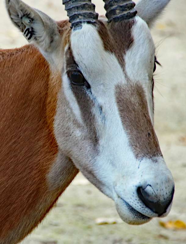 Der Neue in der Gruppe der Säbelantilopen im Zoo Karlsruhe (Foto: Zoo Karlsruhe)