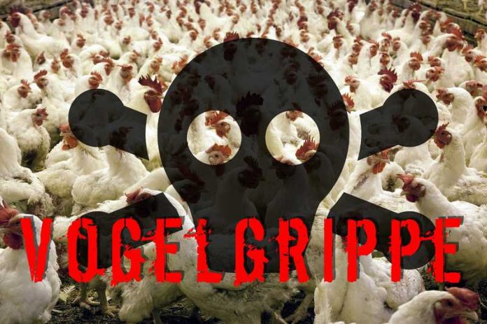 Alle Infos zur aktuellen Vogelgrippe im Südwesten Alle Infos zur aktuellen Vogelgrippe im Südwesten