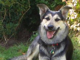 KIRA ist tot
