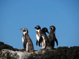 Humboldt-Pinguine (Foto: Stefan Görlitz)