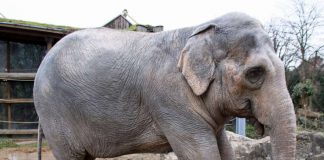 Shantis Beschwerden haben sich deutlich verschlimmert (Foto: Zoo Karlsruhe)