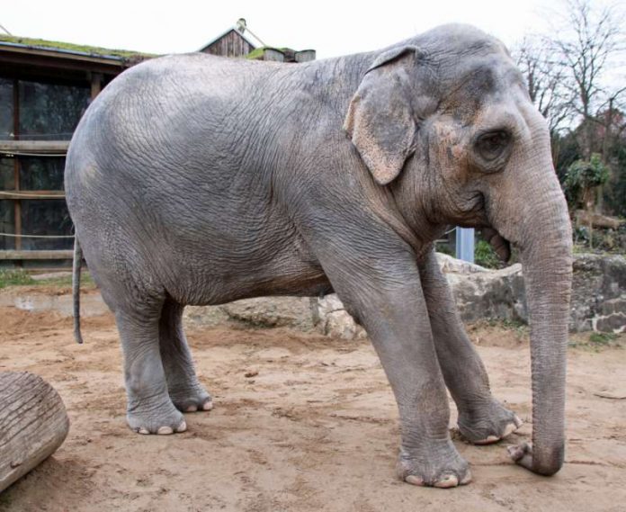 Shantis Beschwerden haben sich deutlich verschlimmert (Foto: Zoo Karlsruhe)