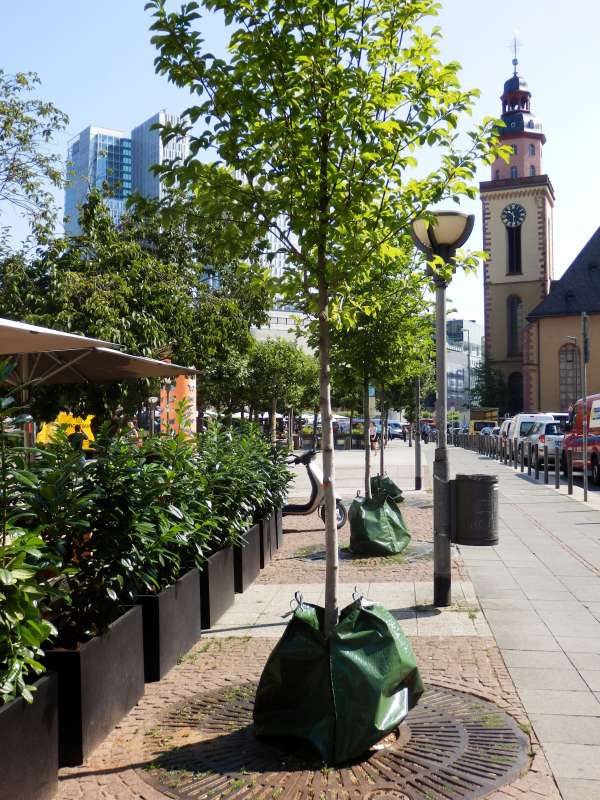 Stadtbäume brauchen Wasser (Foto: Rainer Vollweiter)