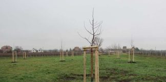 Im Weindorf Mußbach hat die Umweltabteilung jetzt elf Obstbäume pflanzen lassen. (Foto: Stadtverwaltung Neustadt)