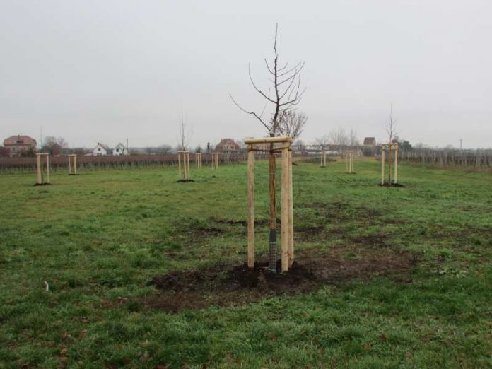 Im Weindorf Mußbach hat die Umweltabteilung jetzt elf Obstbäume pflanzen lassen. (Foto: Stadtverwaltung Neustadt)