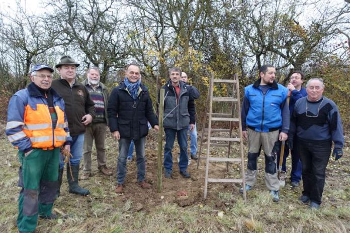 In Lingenfeld wurden Obstbäume gepflanzt (Foto: Kreisverwaltung Germersheim) In Lingenfeld wurden Obstbäume gepflanzt (Foto: Kreisverwaltung Germersheim)