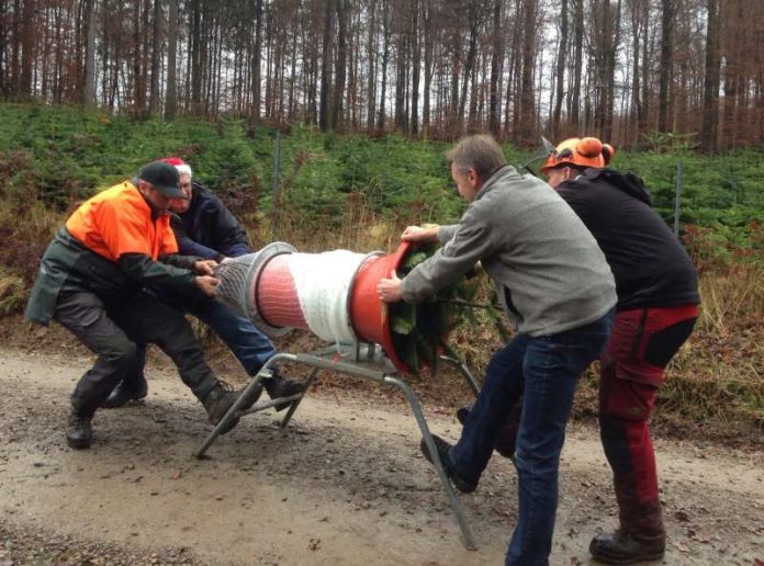 Mitarbeiter beim Verpacken von Weihnachtsbäumen (Foto: FBL Schwarzach)