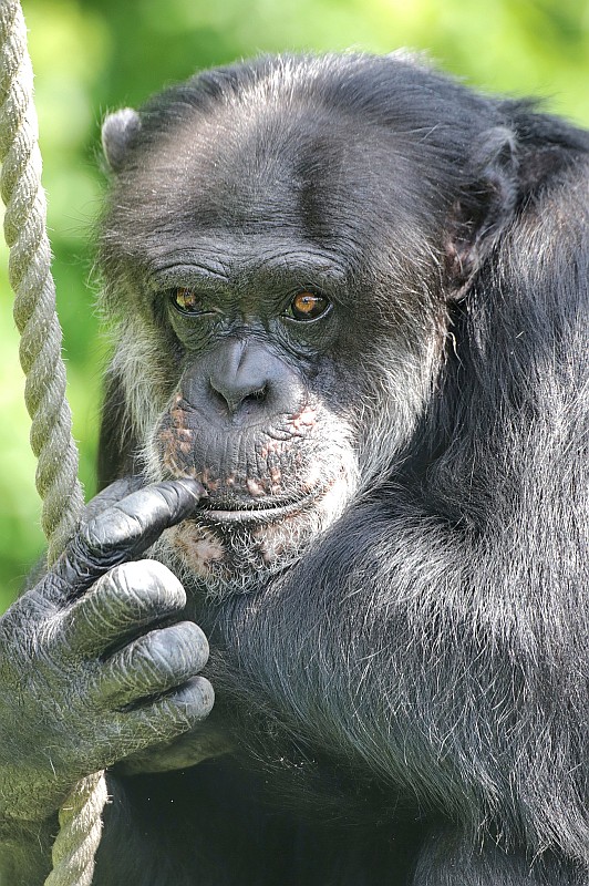 Schimpanse Benny (Foto: Stadt Karlsruhe)
