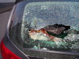 Aufnahme eines beschädigten Autos