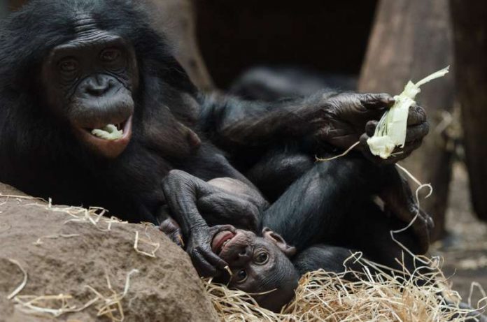 Bonobo MIXI mit Jungtier TIKALA (Foto: Sascha Klacke)