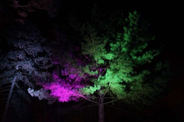 Illuminierte Bäume (Foto: Holger Knecht)