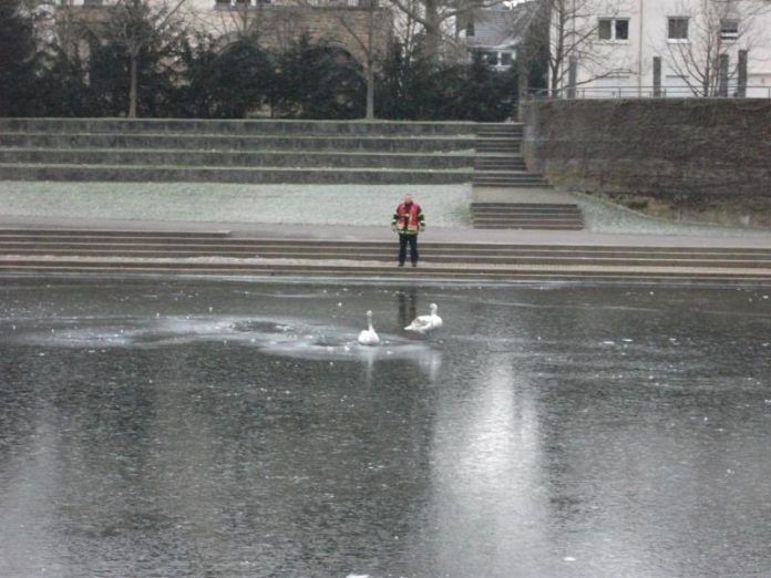 Schwäne auf dem Eis (Foto: Feuerwehr)