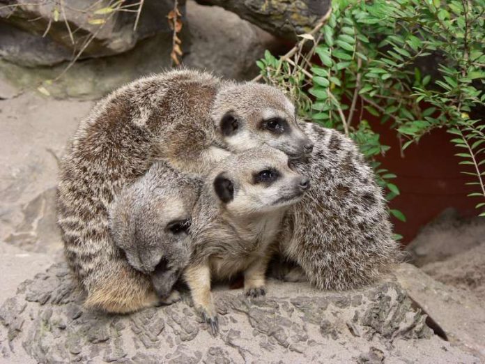 Erdmännchen (Foto: Zooschule Landau) Erdmännchen (Foto: Zooschule Landau)