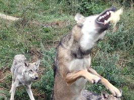 Wolfsfütterung (Foto: Freizeitbetriebe Worms)