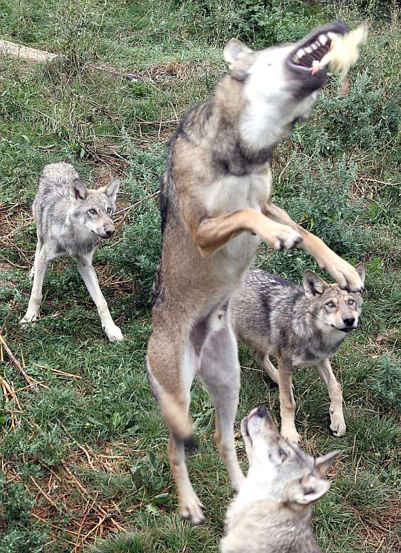 Wolfsfütterung (Foto: Freizeitbetriebe Worms)