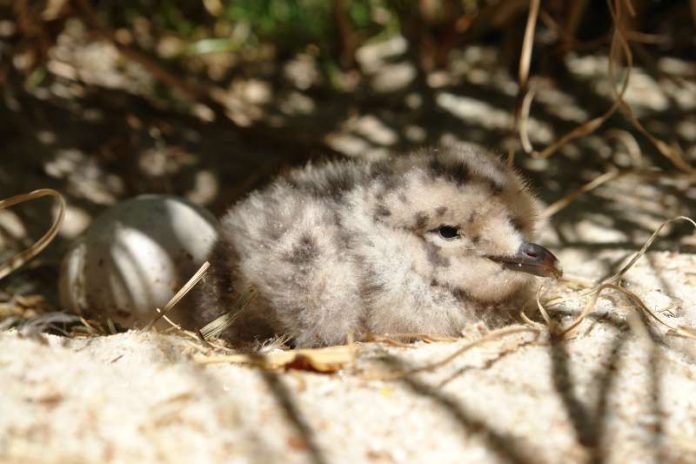 Graumöwen-Küken mit dichtem Daunenkleid (Foto: S. Bruslund/Zoo Heidelberg)