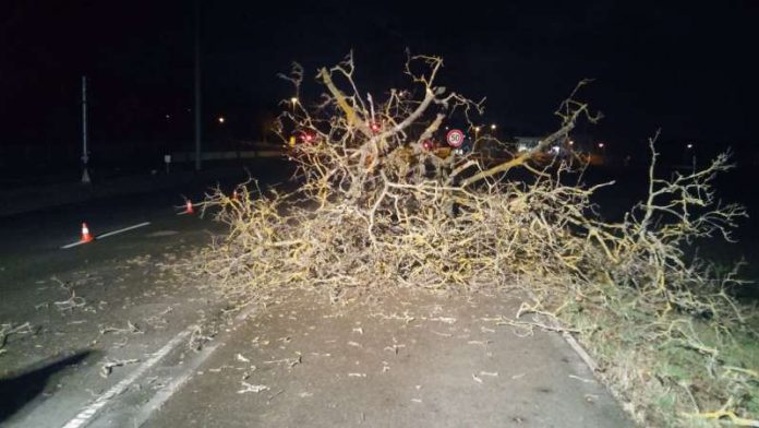 In Lützelsachsen blockierte ein Baum die Straße (Foto: Carsten Dübler)