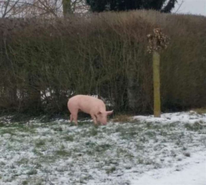Das entlaufene Schwein (Foto: Polizei RLP)