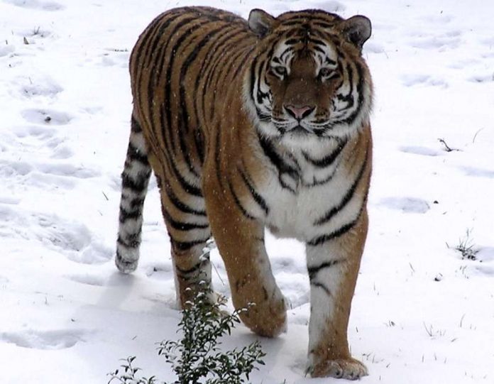Tiger Igor im Schnee (Foto: Zooschule Landau)