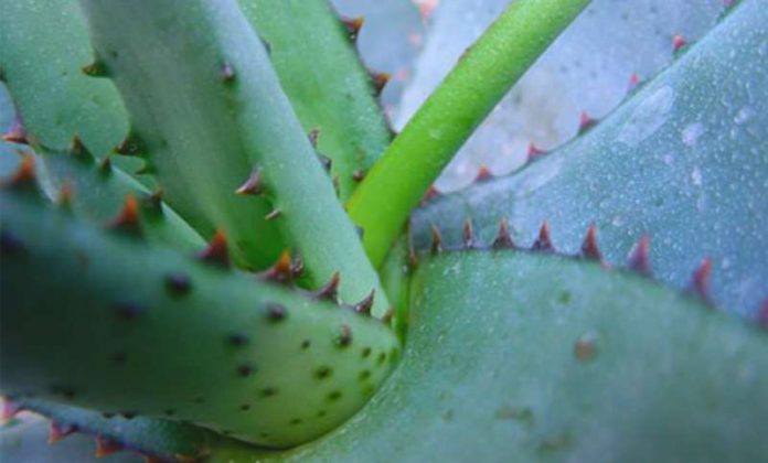 Aloe Conifera (Foto: U. Wagenfeld)