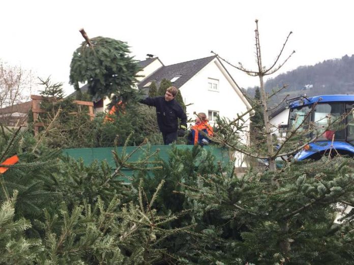 Weinheim: Jugendfeuerwehr sammelt wieder ausgediente Weihnachtsbäume Foto: Bildarchiv 2016 Ralf Mittelbach