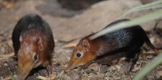 Rüsselhündchen (Foto: Zoo Rotterdam)