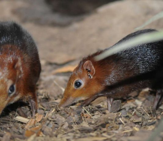 Rüsselhündchen (Foto: Zoo Rotterdam)