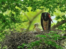 Schwarzstorch im Nest mit Jungvogel (Foto: Landesforsten RLP)