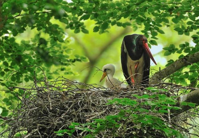 Schwarzstorch im Nest mit Jungvogel (Foto: Landesforsten RLP)
