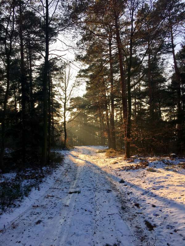 Vorsicht vor Glätte im Wald und besser die breiteren Wege nutzen