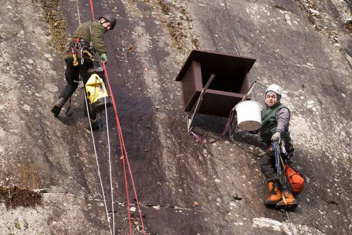 Sicheres Nest mit Ausblick – das neue Zuhause für den Wanderfalken kann bezogen werden. (Foto: Stadtverwaltung)