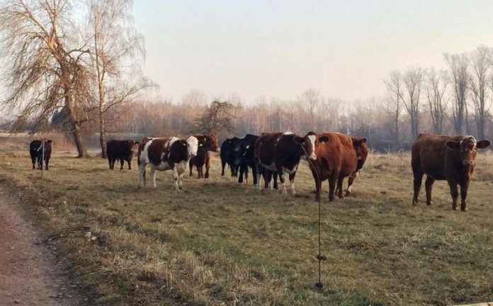 Die Vierbeiner verließen ihre Weide (Foto: Polizei RLP)