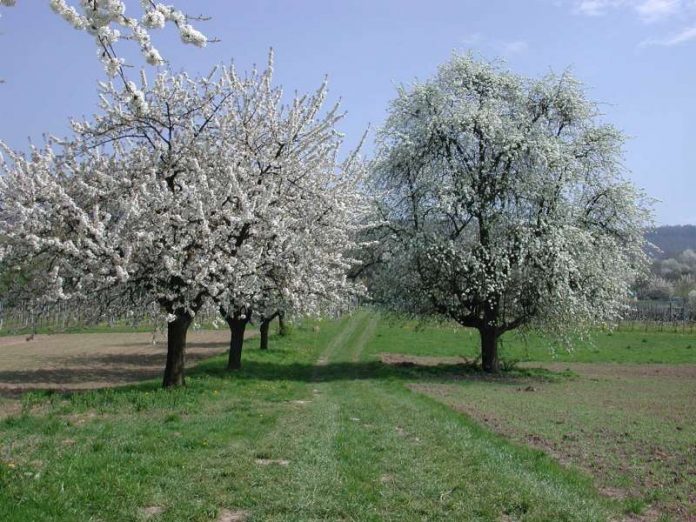 Blühende Bäume in Heidelberg: Vom 1. März bis 30. September gilt für Flora und Fauna ein besonderer Schutz. (Foto: Stadt Heidelberg)