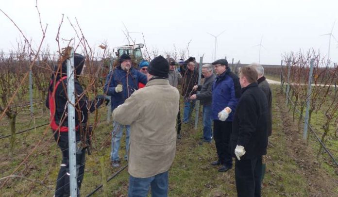 Rebschnitt im Landratswingert (Foto: Kreisverwaltung)